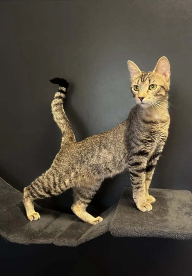 An adult medium-sized female Tabby (Buff / Tan / Fawn) Domestic Short Hair cat named Peppa for adoption in Winfield, KS