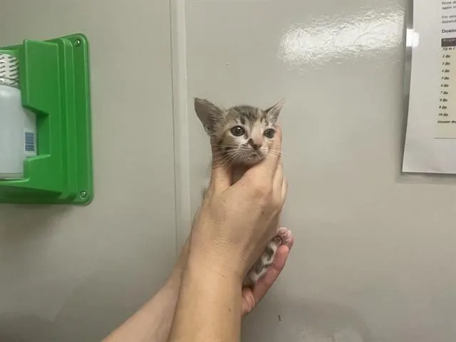 A baby small-sized female Domestic Short Hair cat named Hazel for adoption in Ontario, CA