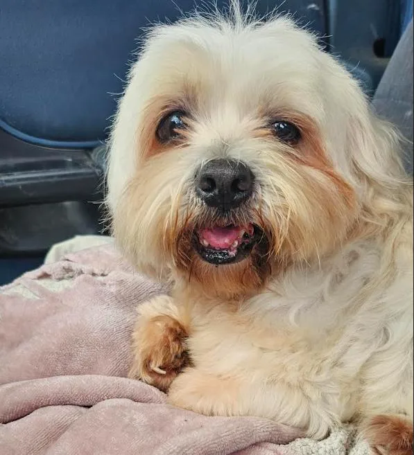 A senior small-sized male Lhasa Apso dog named Dwight in TX for adoption in Cranston, RI