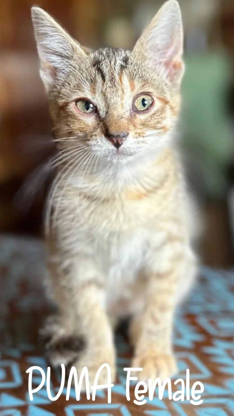 A baby medium-sized female Tabby (Brown / Chocolate) Domestic Short Hair cat named Puma for adoption in White Lake, MI
