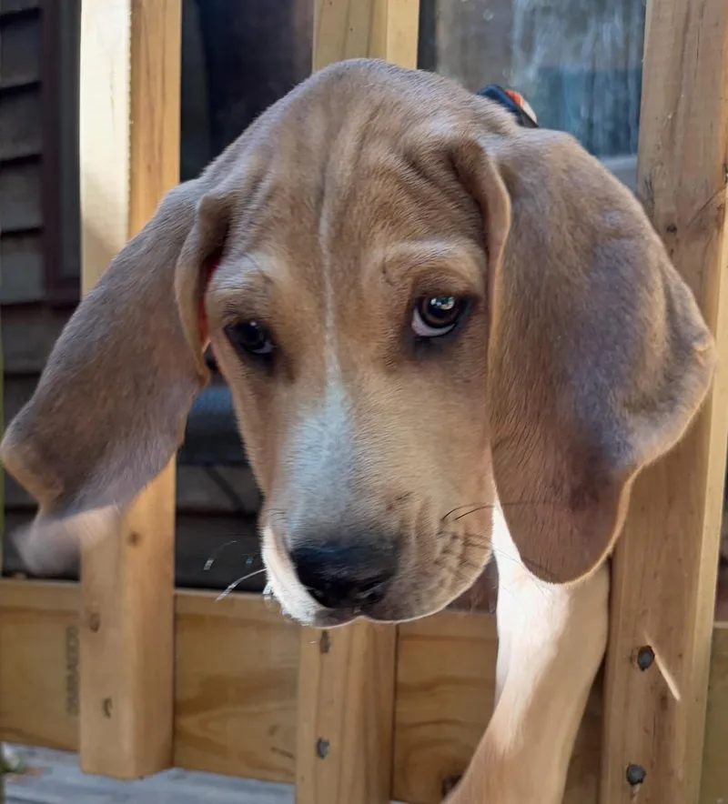 A young medium-sized male Tricolor (Brown, Black, & White) Treeing Walker Coonhound dog named Jasper for adoption in Raleigh, NC