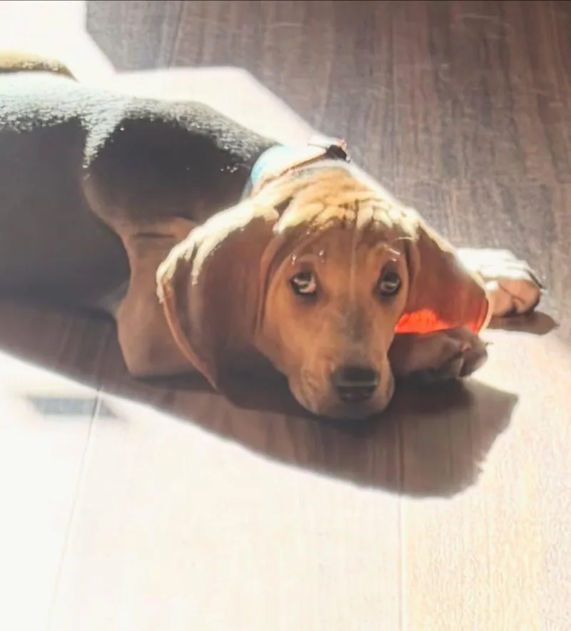 Jasper thumbnail 3