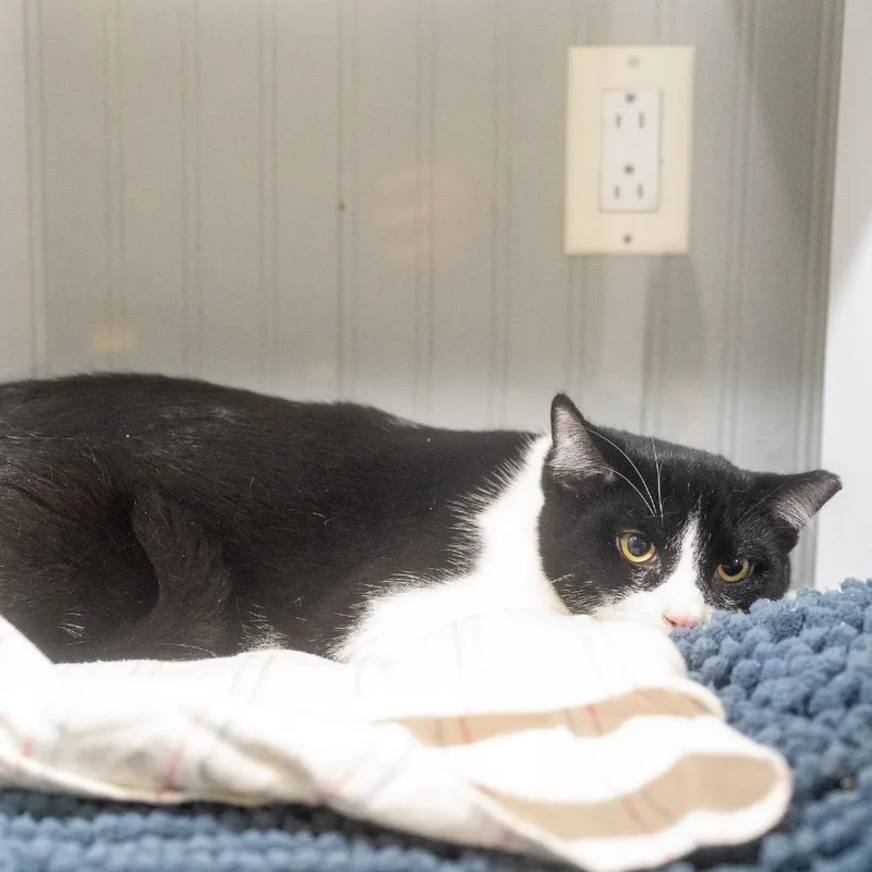 A young large-sized male American Shorthair cat named Tuck for adoption in Pawling, NY