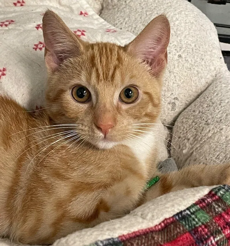 A young medium-sized male Orange / Red Domestic Short Hair cat named Baxter for adoption in Covington, VA