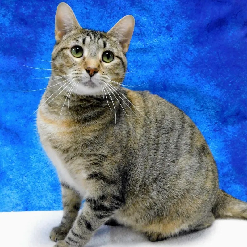 An adult large-sized female Brown / Chocolate Domestic Short Hair cat named Wanda for adoption in Canton, IL
