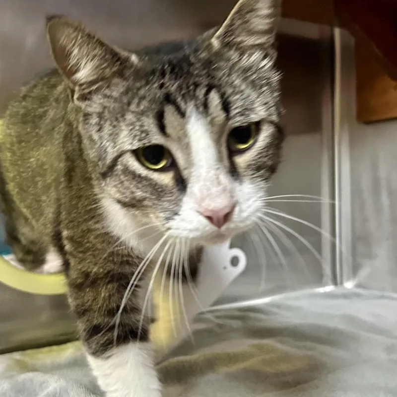 An adult large-sized male Gray / Blue / Silver Domestic Short Hair cat named Sweetie Boy for adoption in Pensacola, FL