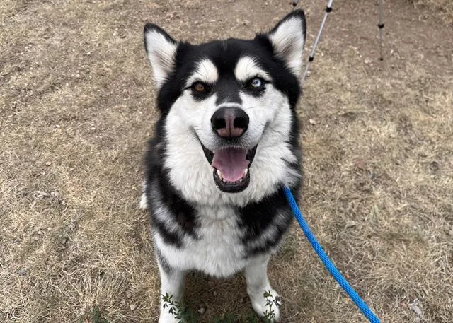 Koda