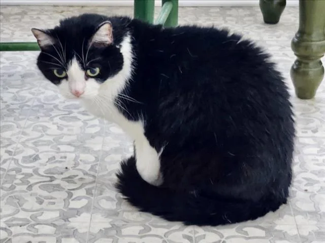 A senior medium-sized male Domestic Short Hair cat named Huxley for adoption in Derwood, MD