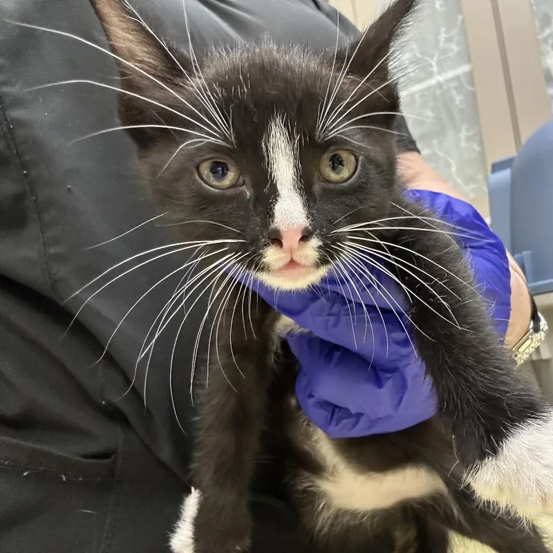 A baby small-sized female Black Domestic Short Hair cat named Isle for adoption in Galveston, TX