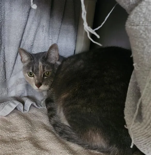 An adult small-sized female Domestic Short Hair cat named Mandy for adoption in Santa Fe, NM