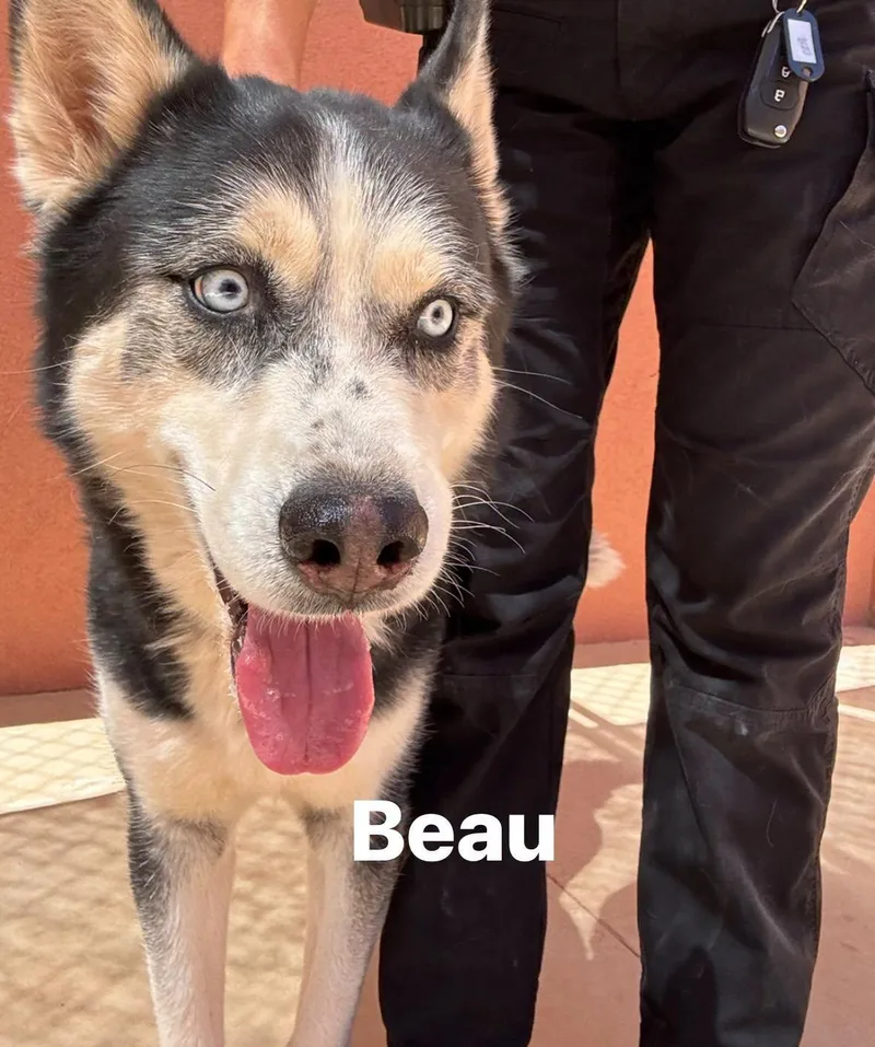 Beau thumbnail 2