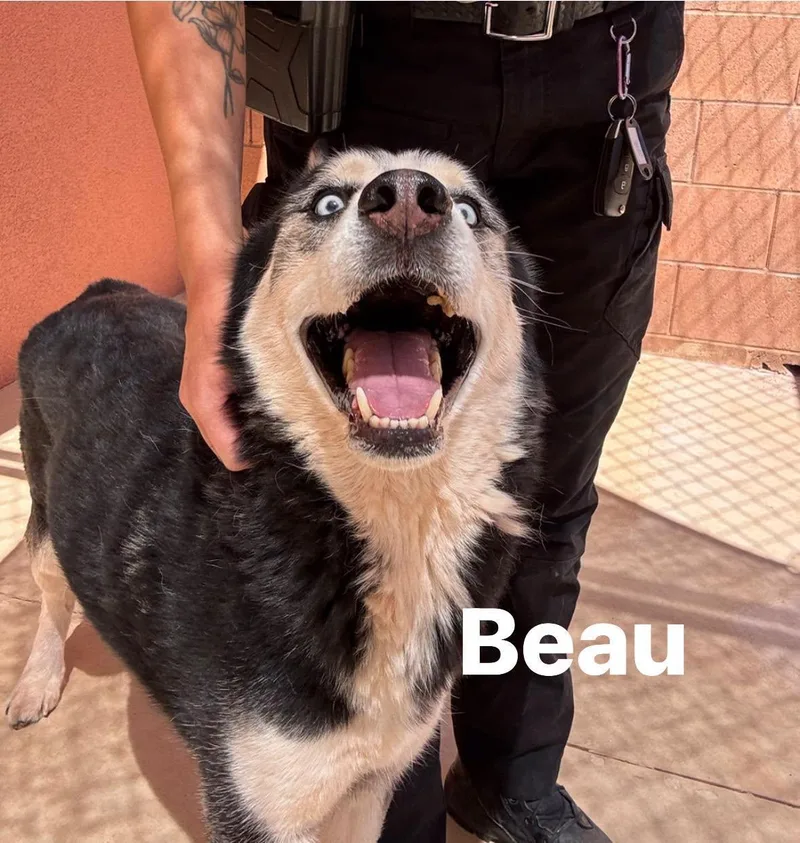 Beau thumbnail 3