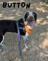 A young medium-sized female Pointer dog named Button for adoption in Denton, TX
