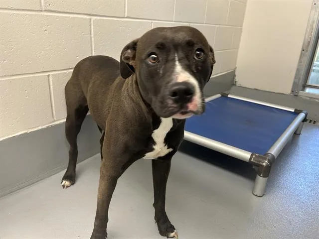 An adult large-sized female Pit Bull Terrier dog named Bonsai for adoption in Ocala, FL