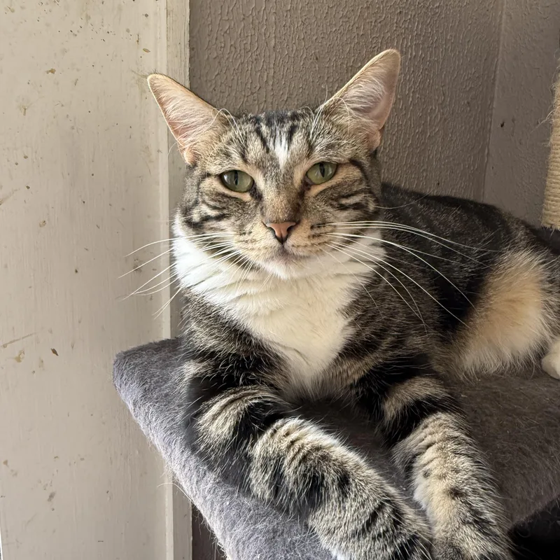 An adult medium-sized female Tabby (Brown / Chocolate) Domestic Short Hair cat named Wren for adoption in Shreveport, LA