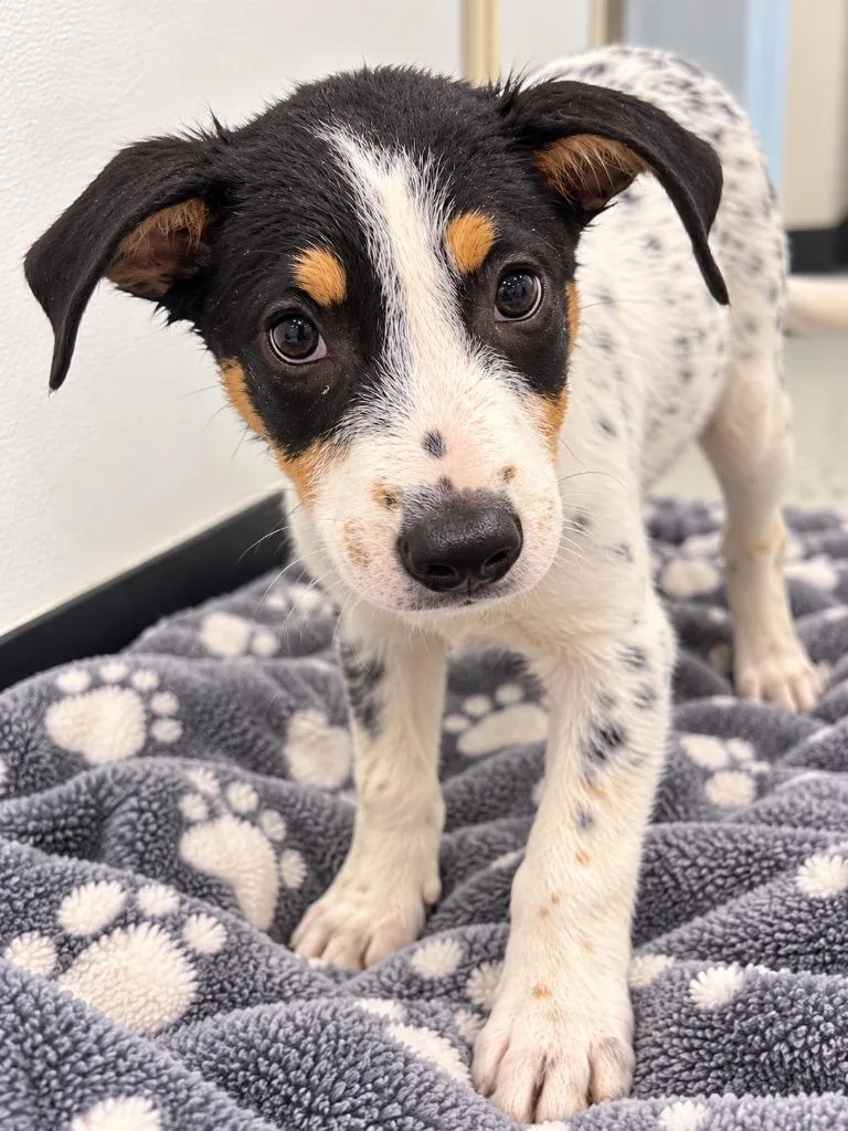 A baby medium-sized male Australian Cattle Dog / Blue Heeler dog named Zonkey for adoption in Seven Points, TX