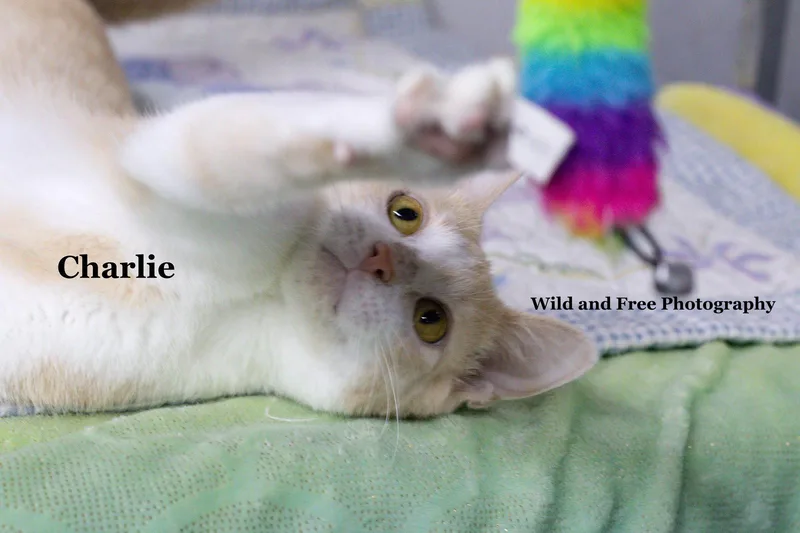 A young medium-sized male Buff & White Domestic Short Hair cat named Charlie for adoption in Morehead, KY