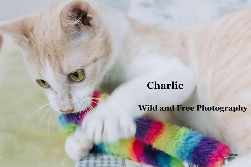 Charlie thumbnail 2
