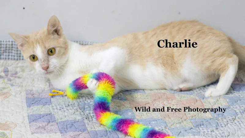 Charlie thumbnail 3