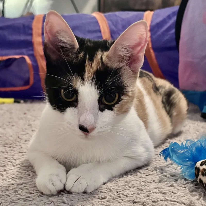 A young medium-sized female Calico Domestic Short Hair cat named Leah for adoption in Liverpool, TX