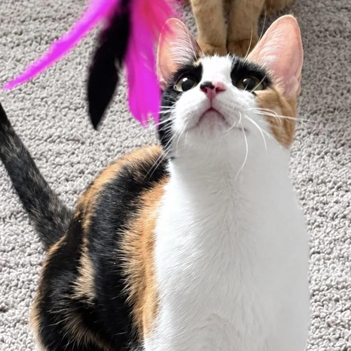 Leah thumbnail 4