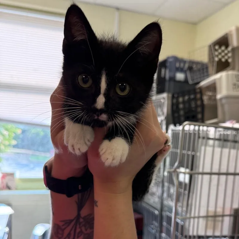 A baby small-sized male Black Domestic Short Hair cat named Fairy Tail for adoption in Charlottesville, VA