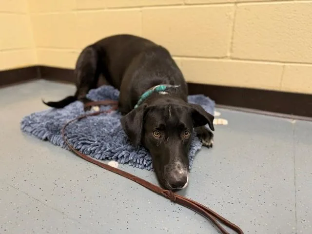 A young large-sized male Hound dog named Maui for adoption in Denver, CO