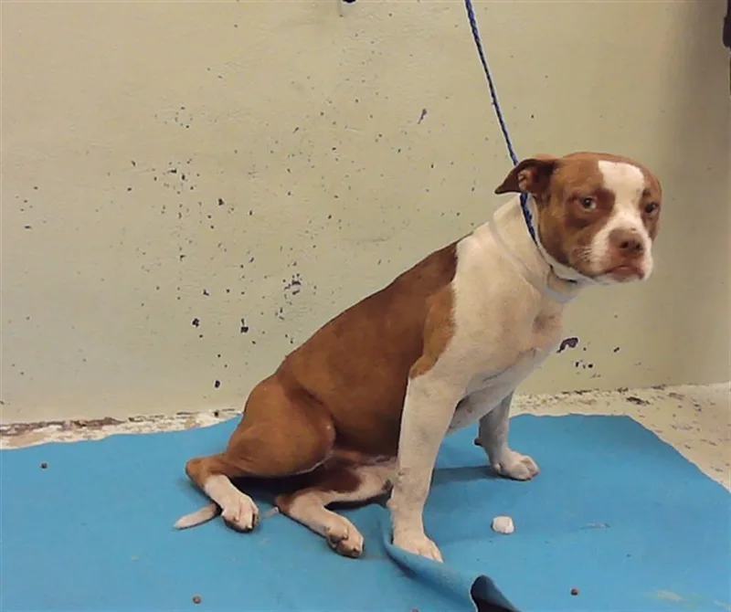 A young medium-sized female American Staffordshire Terrier dog named Megan for adoption in Houston, TX