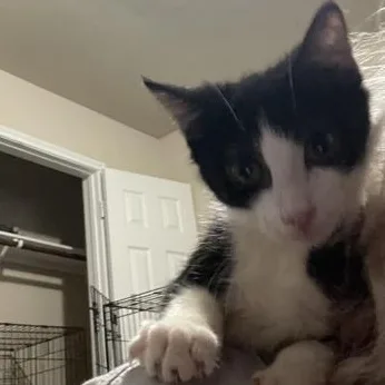 A baby medium-sized male Black & White / Tuxedo Domestic Short Hair cat named Oden for adoption in Liverpool, TX