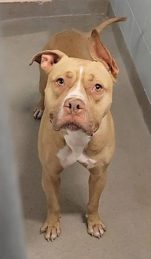 A young large-sized male Pit Bull Terrier dog named Saddle for adoption in Millersville, MD