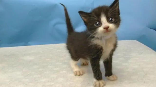 A baby small-sized male Domestic Short Hair cat named A for adoption in Gardena, CA