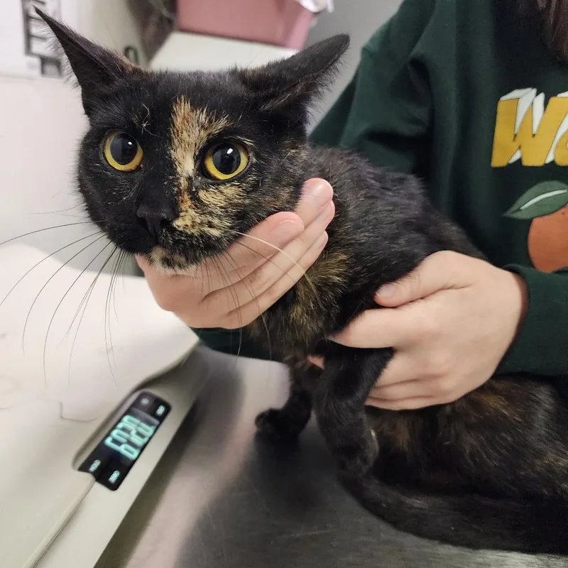An adult medium-sized female Tortoiseshell Domestic Short Hair cat named Hootie for adoption in Charleston, WV
