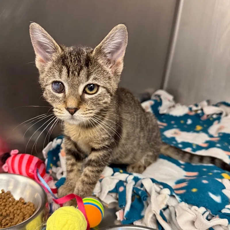 A baby small-sized female Brown / Chocolate Domestic Short Hair cat named Meowscarda for adoption in West Palm Beach, FL