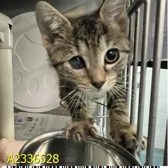 Meowscarda thumbnail 2