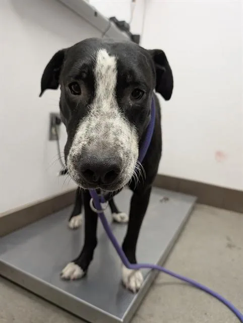 A young medium-sized male Pit Bull Terrier dog named Elvis for adoption in Tucson, AZ