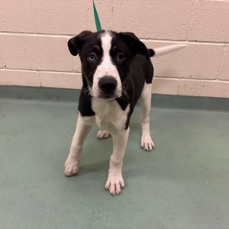 A baby medium-sized male Black Mixed Breed dog named Mason for adoption in Memphis, TN