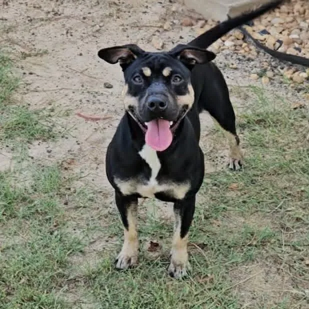 A young medium-sized female Black Shar-Pei dog named Millie for adoption in Leesburg, GA