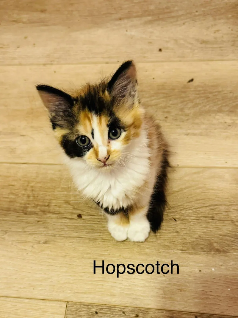 Hopscotch thumbnail 3