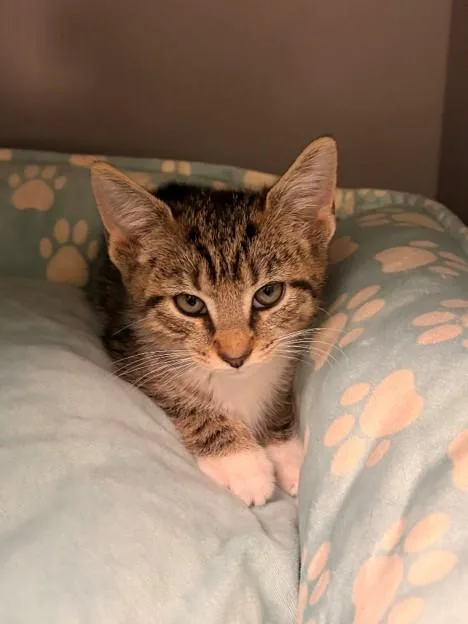 A baby small-sized female Domestic Short Hair cat named Marmoset for adoption in Leesburg, VA