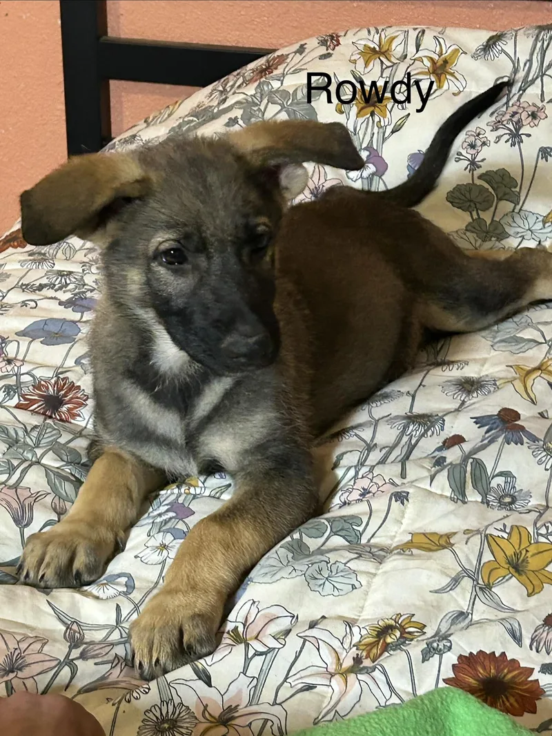 A baby large-sized male Black German Shepherd Dog dog named Rowdy for adoption in Texarkana, TX