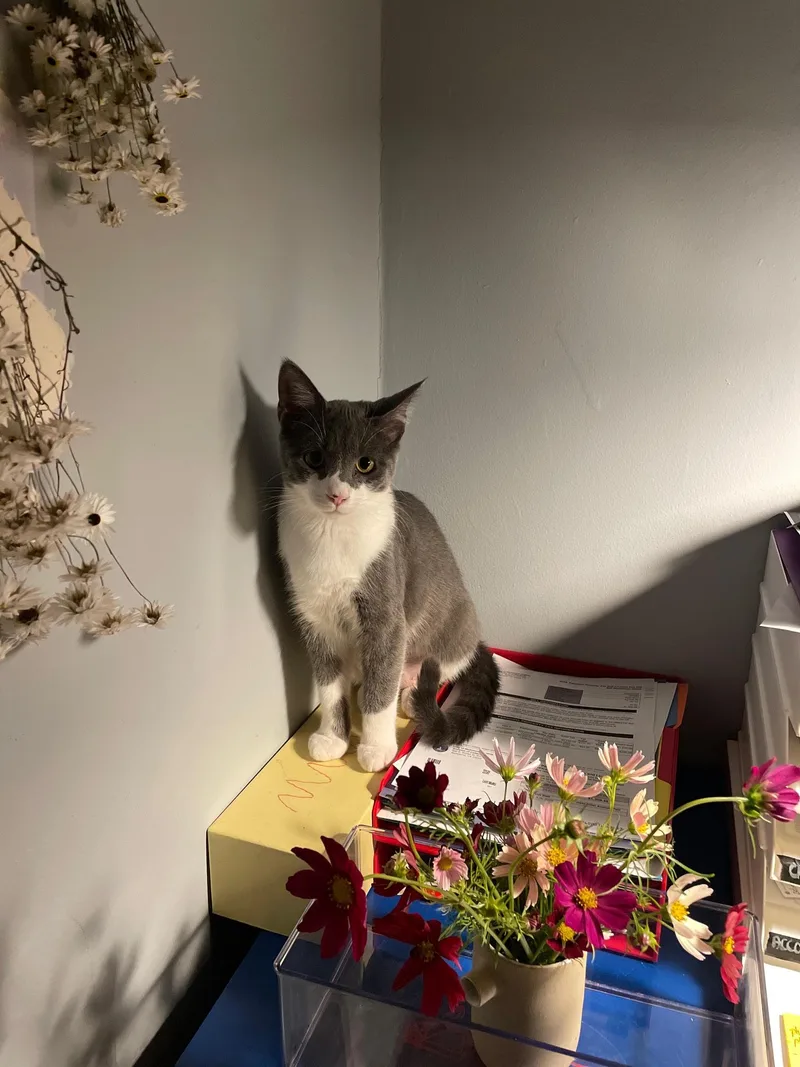 A young medium-sized male Gray & White Domestic Short Hair cat named Jefferson for adoption in Richmond, VA
