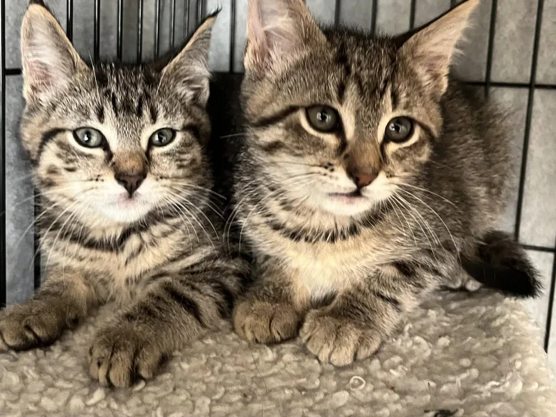 A baby small-sized male Tabby cat named Whiskey & Miller for adoption in Walnut Creek, CA
