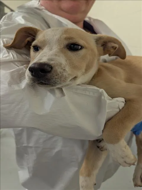 A baby small-sized male Labrador Retriever dog named Whiskey for adoption in Conroe, TX