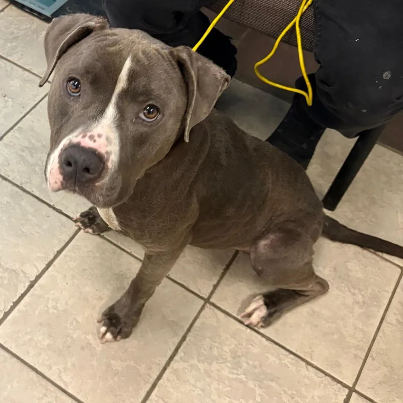 An adult large-sized male Gray / Blue / Silver Mixed Breed dog named StrayNorthLumpkinRoad for adoption in Columbus, GA