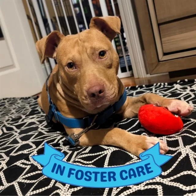 A young medium-sized male Staffordshire Bull Terrier dog named Theo for adoption in Tallahassee, FL