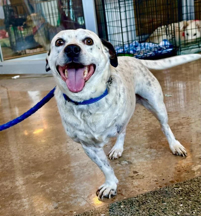 An adult medium-sized male Tricolor (Brown, Black, & White) English Pointer dog named Tuck Tuck for adoption in Shawnee, OK