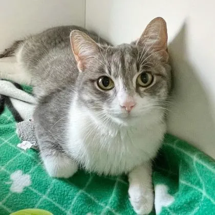 An adult small-sized female Domestic Short Hair cat named Bea Bea for adoption in Wheaton, IL