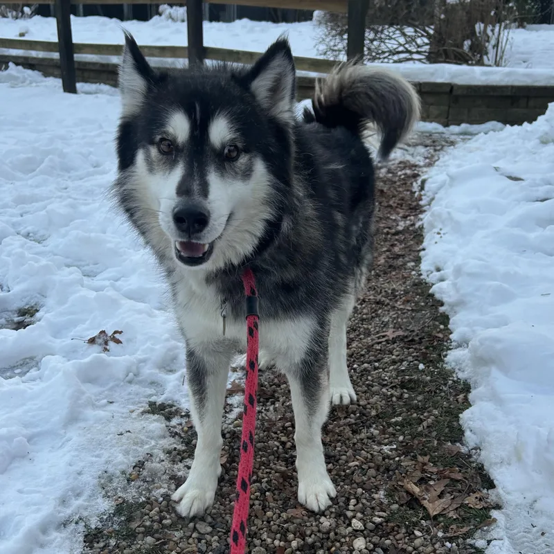 An adult medium-sized male Husky dog named Balto for adoption in Huntington, NY