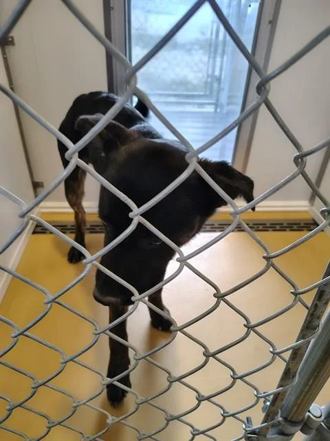 An adult medium-sized male Labrador Retriever dog named Vanta for adoption in Casper, WY