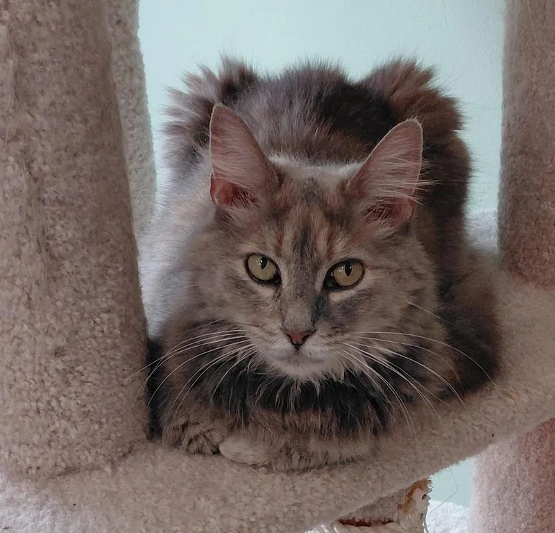 A young small-sized female Domestic Medium Hair cat named Samantha for adoption in Landenberg, PA
